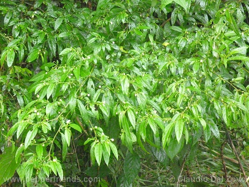 schottianum_001_pianta_05.jpg
