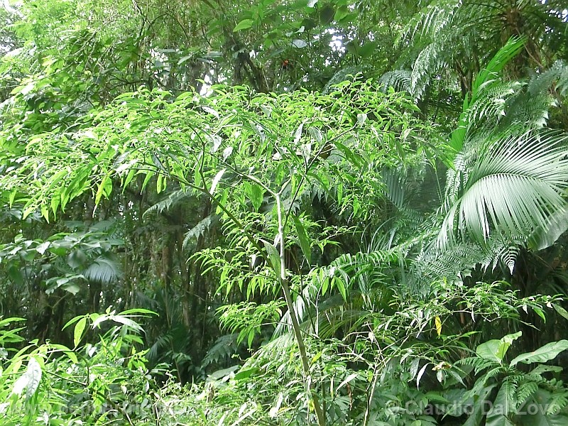 schottianum_001_pianta_14.jpg