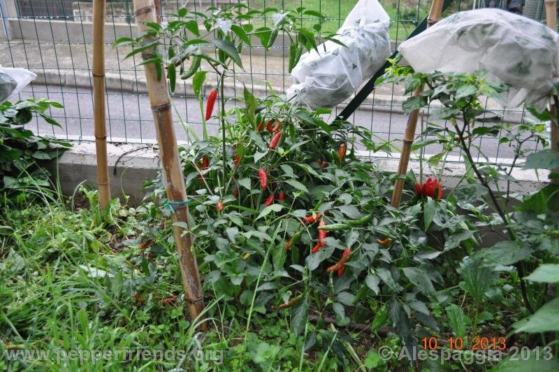 https://www.pepperfriends.org/uploads/serrano-del-sol/001/serrano-del-sol_001_pianta3.jpg