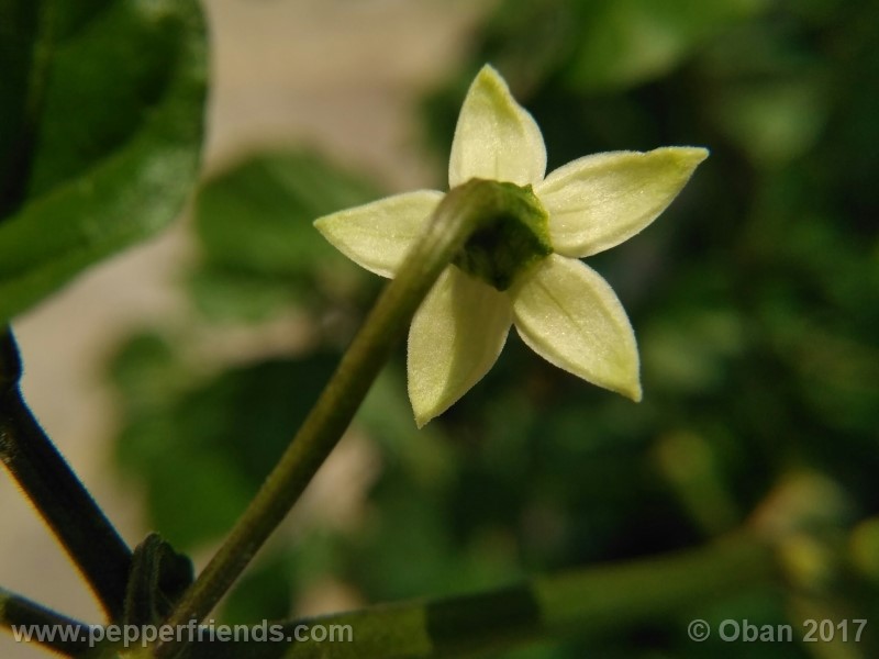 shabu-shabu_001_fiore_01.jpg