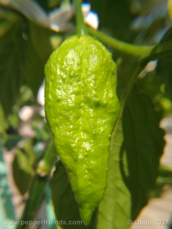 shabu-shabu_001_frutto_08.jpg