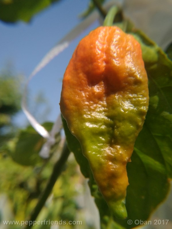 shabu-shabu_001_frutto_12.jpg