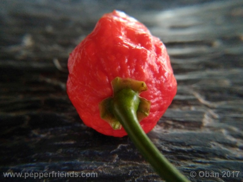 shabu-shabu_001_frutto_17.jpg