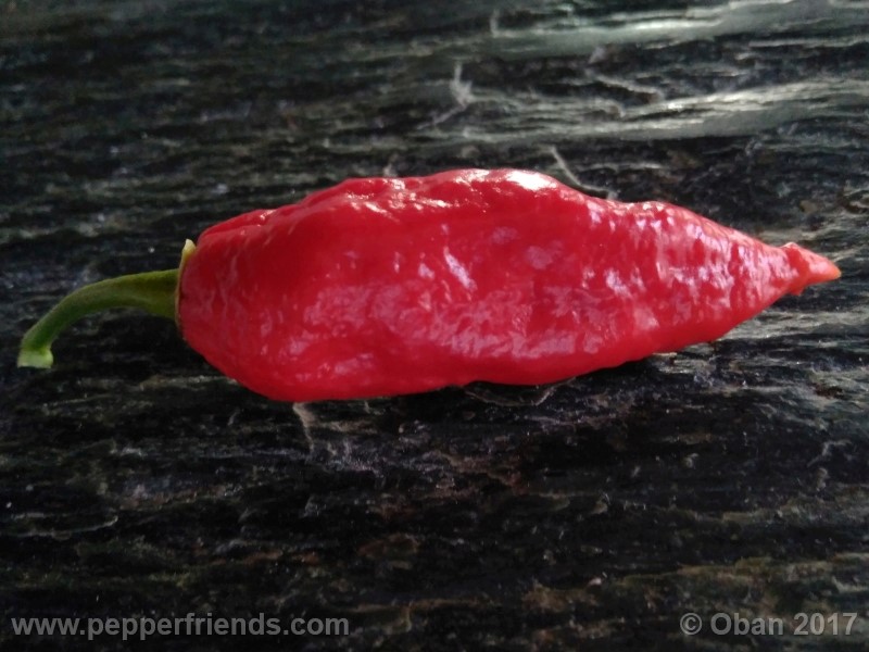 shabu-shabu_001_frutto_33.jpg