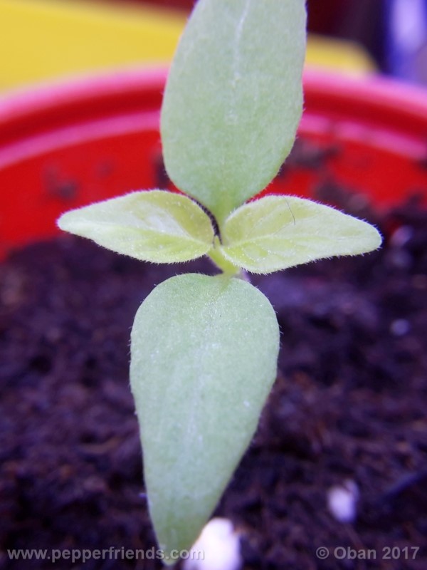 shabu-shabu_001_pianta_03.jpg