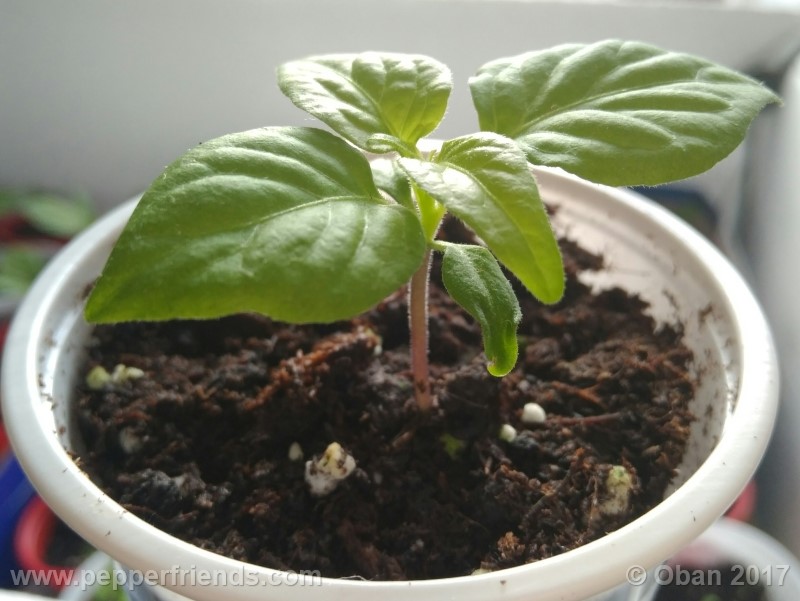 shabu-shabu_001_pianta_06.jpg