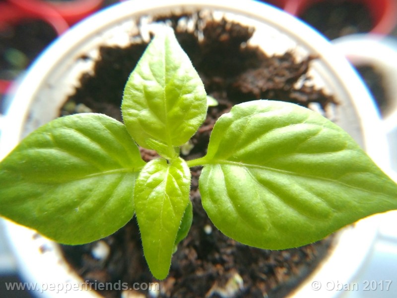 shabu-shabu_001_pianta_07.jpg