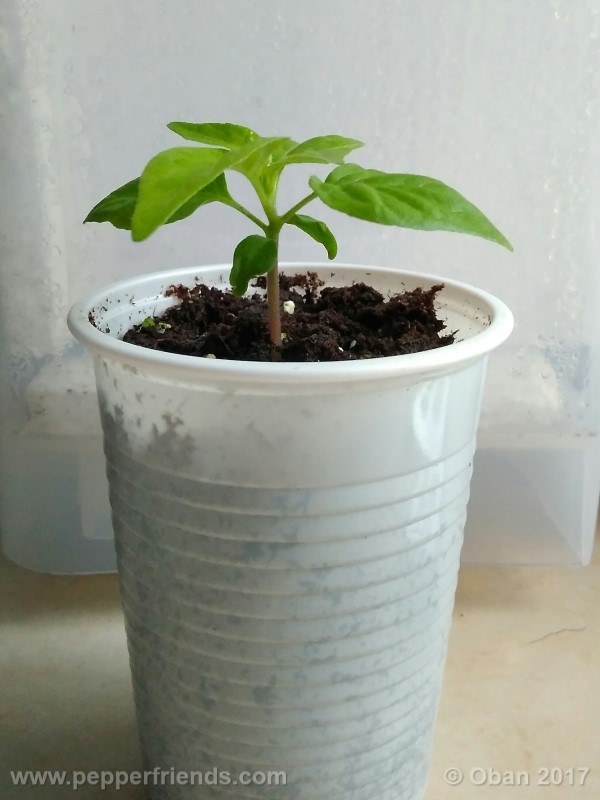 shabu-shabu_001_pianta_08.jpg