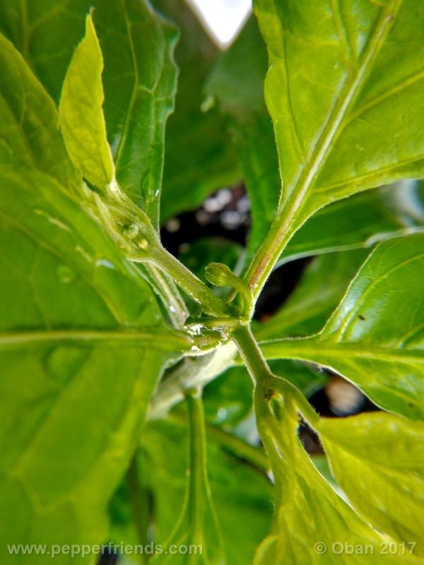 shabu-shabu_001_pianta_14.jpg