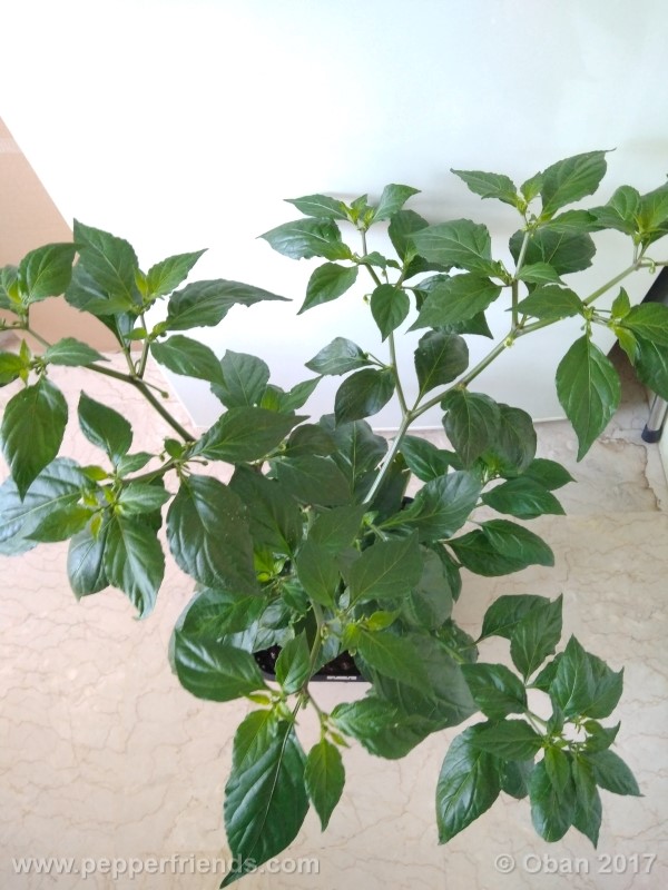 shabu-shabu_001_pianta_22.jpg