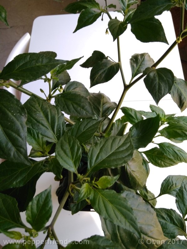 shabu-shabu_001_pianta_23.jpg