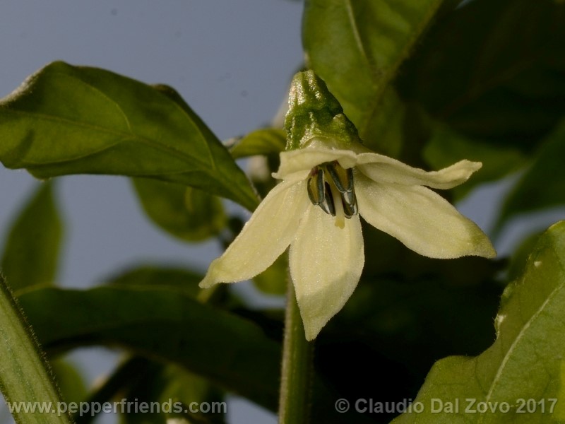 shabu-shabu_002_fiore_01.jpg