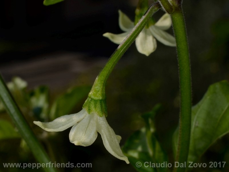 shabu-shabu_002_fiore_02.jpg