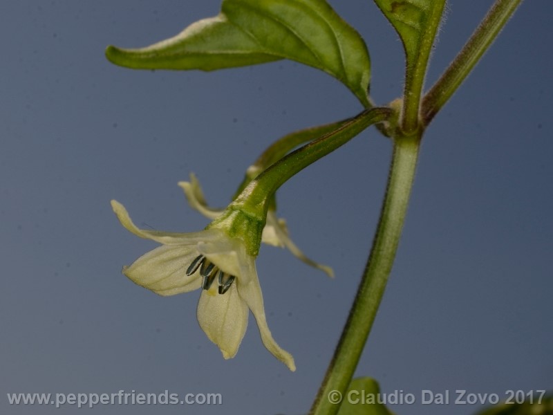 shabu-shabu_002_fiore_03.jpg