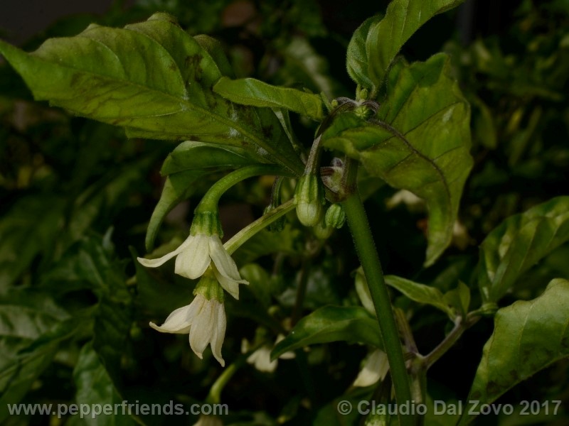 shabu-shabu_002_fiore_04.jpg