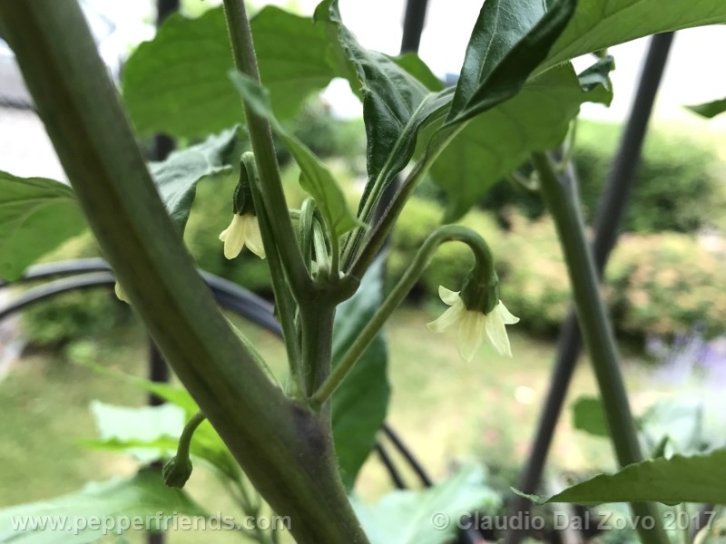 shabu-shabu_002_fiore_05.jpg