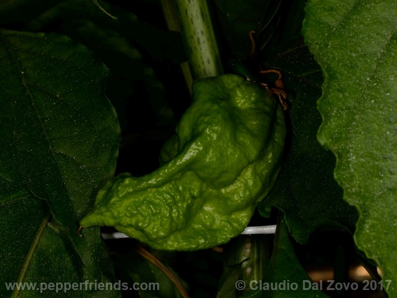 shabu-shabu_002_frutto_02.jpg