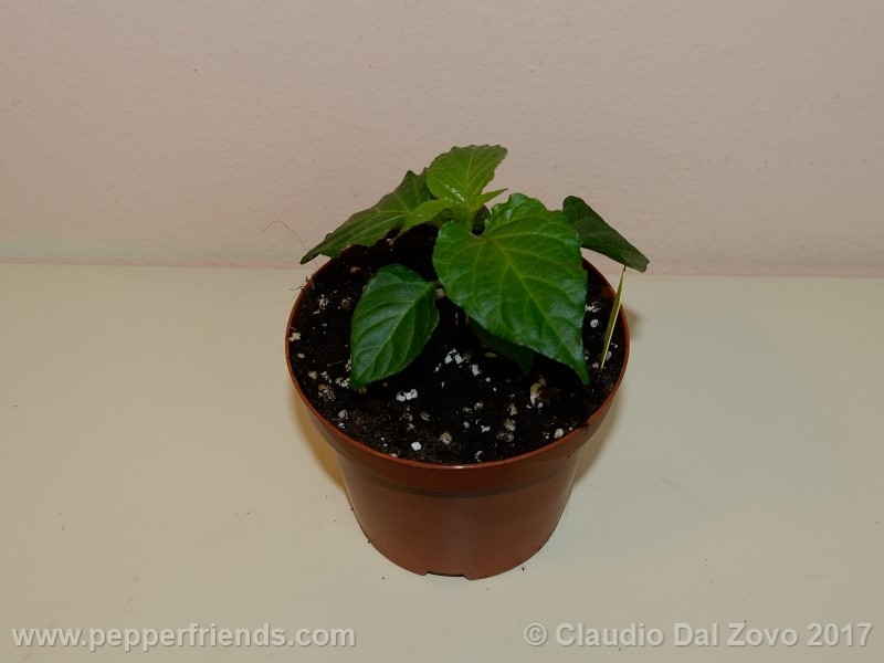 shabu-shabu_002_pianta_01.jpg