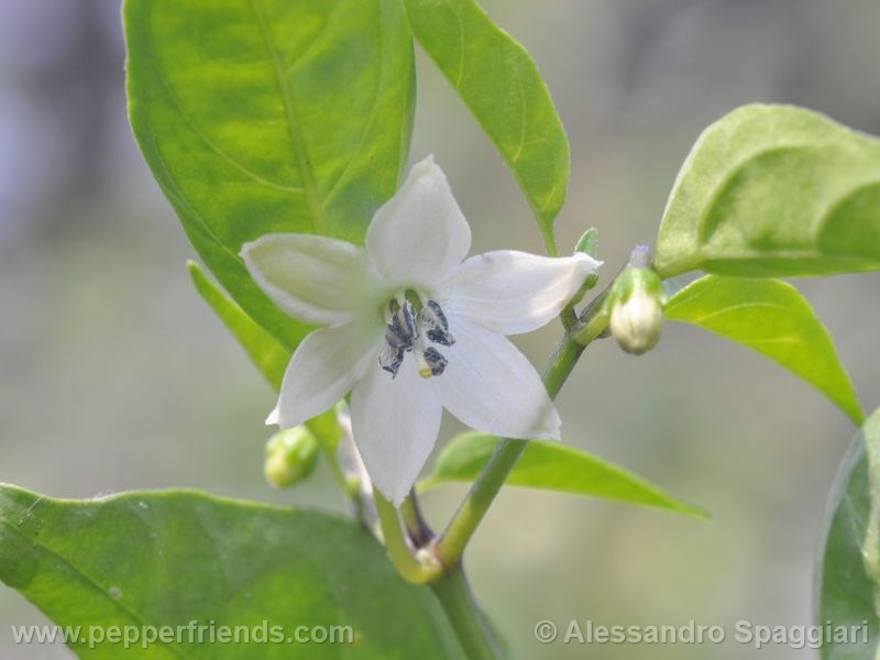 short-yellow-tabasco_001_fiore_02.jpg