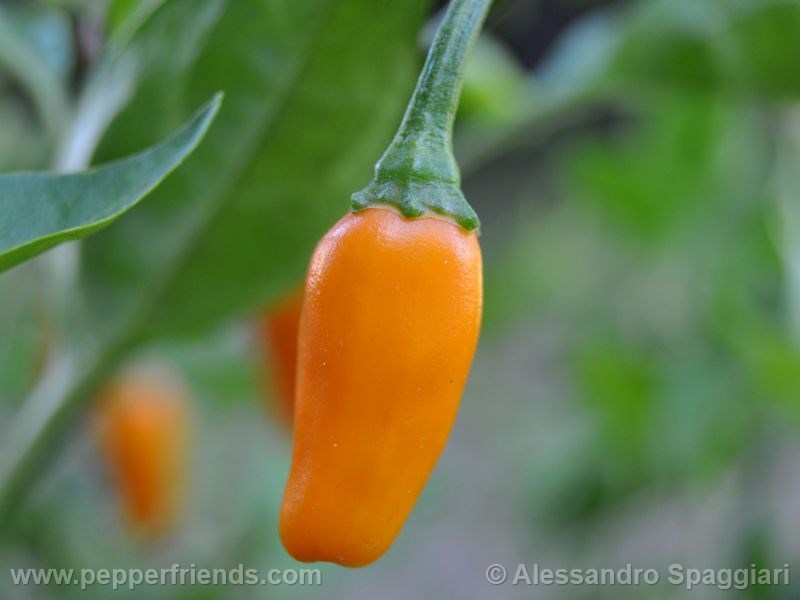 https://www.pepperfriends.org/uploads/short-yellow-tabasco/001/short-yellow-tabasco_001_frutto_01.jpg