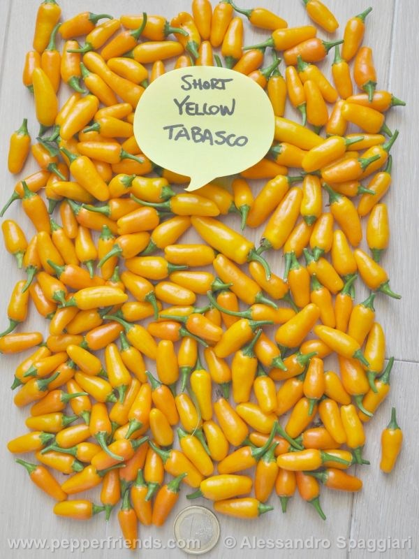 short-yellow-tabasco_001_frutto_03.jpg