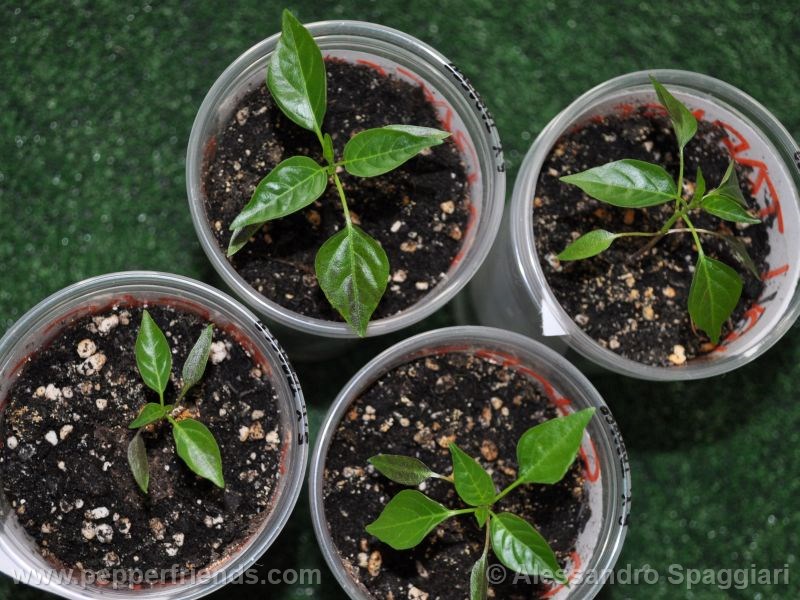 short-yellow-tabasco_001_pianta_01.jpg