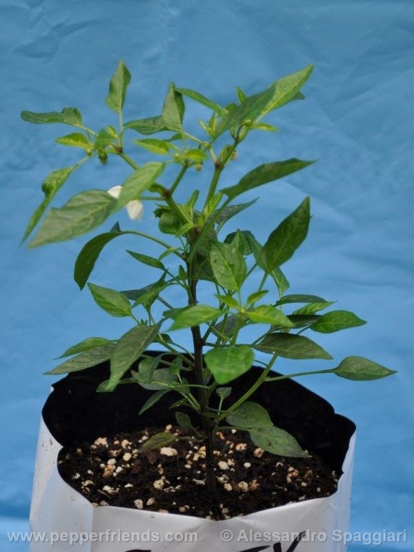 short-yellow-tabasco_001_pianta_02.jpg