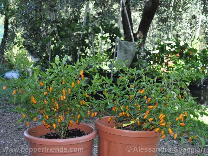 short-yellow-tabasco_001_pianta_04.jpg
