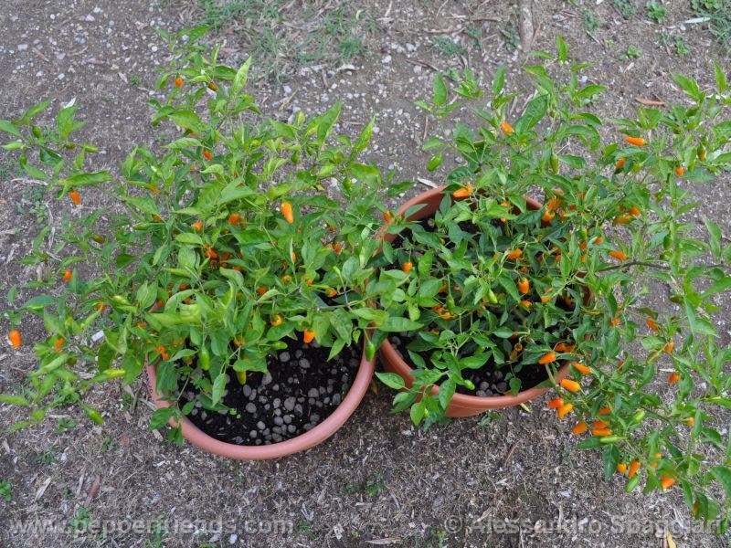 short-yellow-tabasco_001_pianta_05.jpg