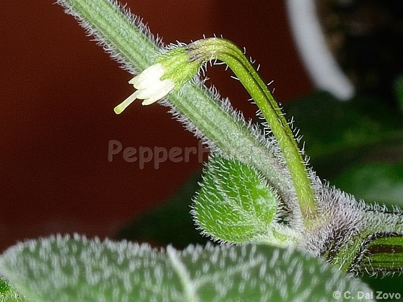 strana_001_fiore_02.jpg