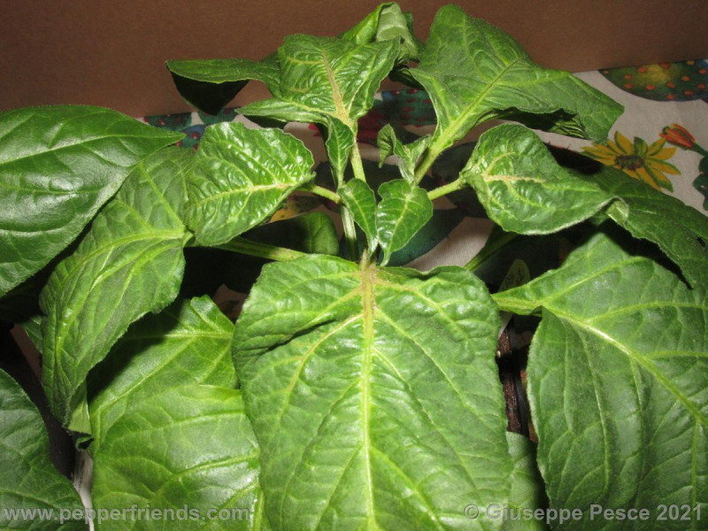 sugar-rush-stripey_001_pianta_05.jpg