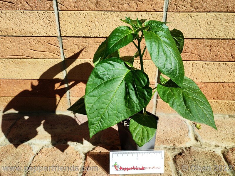 sugar-rush-stripey_003_1_1352194158_Peperoncini2022-0358.jpg