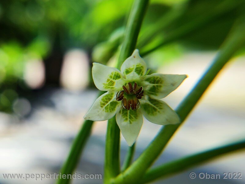 sugar-rush-stripey_003_3_1937691873_Peperoncini2022-0539.jpg