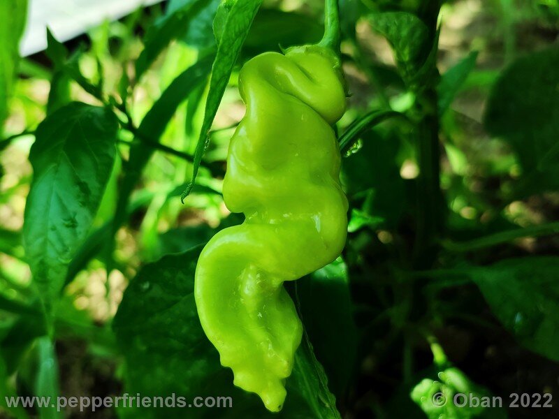 sugar-rush-stripey_003_4_1258792572_Peperoncini2022-0666.jpg