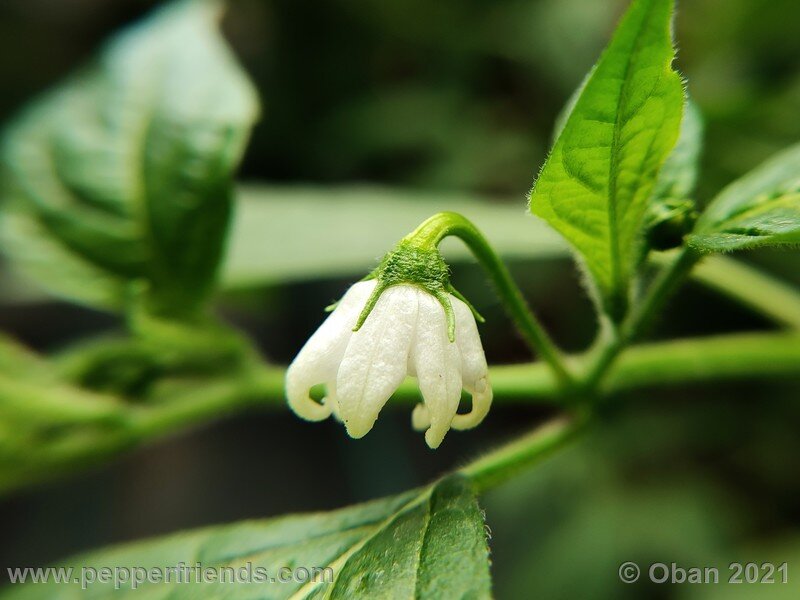 rocoto-sukanya_002_fiore_01.jpg