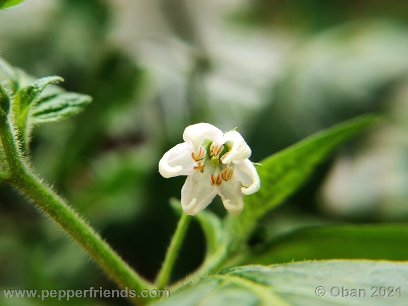 rocoto-sukanya_002_fiore_02.jpg