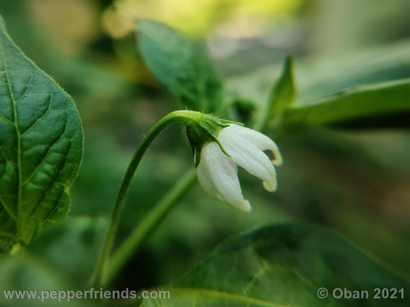 rocoto-sukanya_002_fiore_04.jpg