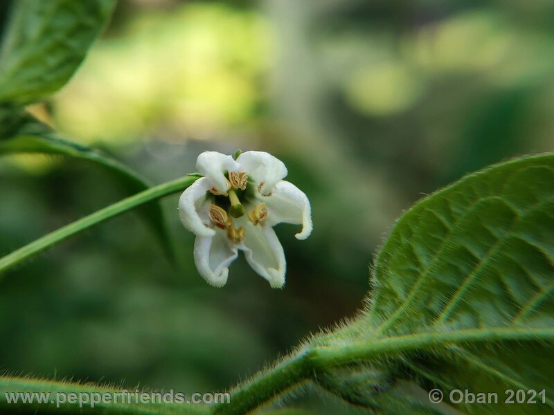 rocoto-sukanya_002_fiore_06.jpg