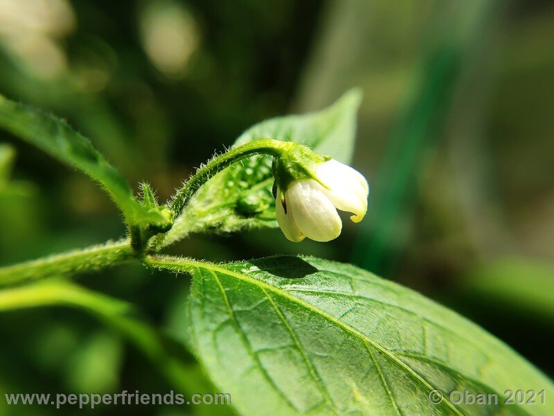 rocoto-sukanya_002_fiore_09.jpg