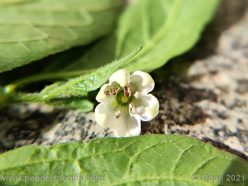 rocoto-sukanya_002_fiore_12.jpg