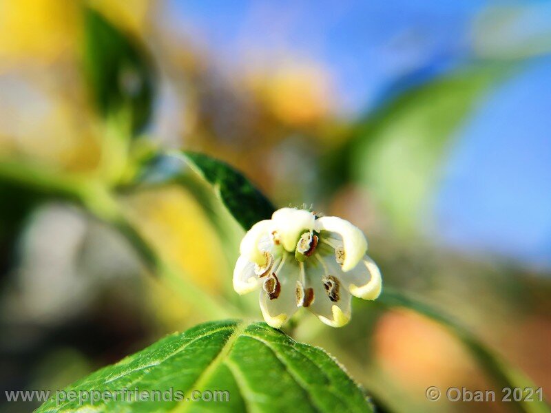 rocoto-sukanya_002_fiore_13.jpg