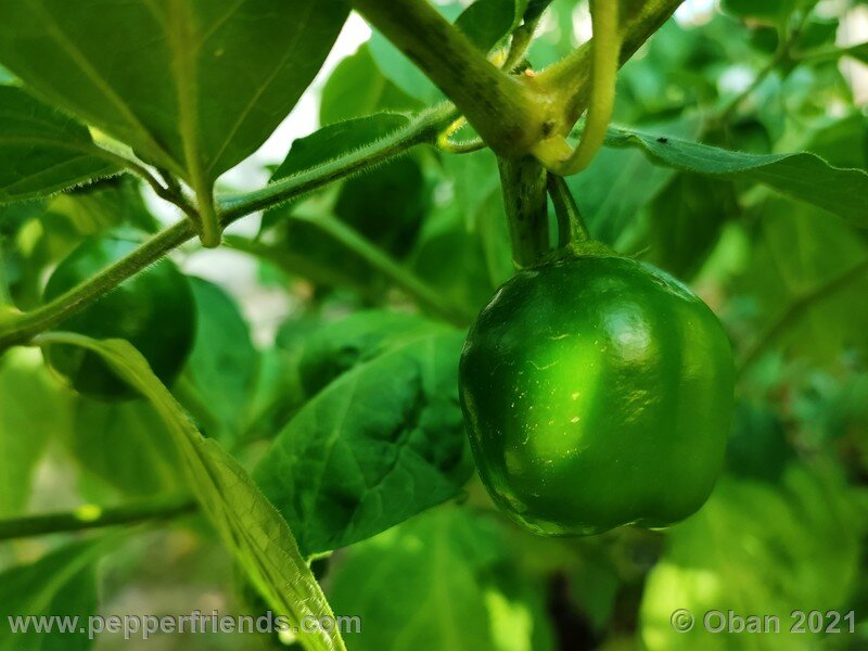 rocoto-sukanya_002_frutto_03.jpg