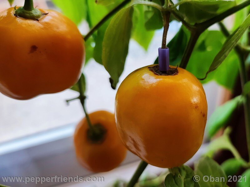 rocoto-sukanya_002_frutto_07.jpg