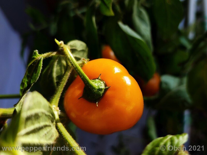 rocoto-sukanya_002_frutto_09.jpg