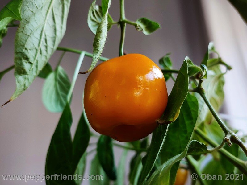 rocoto-sukanya_002_frutto_10.jpg