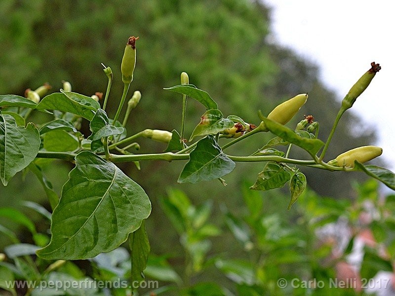 tabasco-greenleaf_001_frutto_04.jpg
