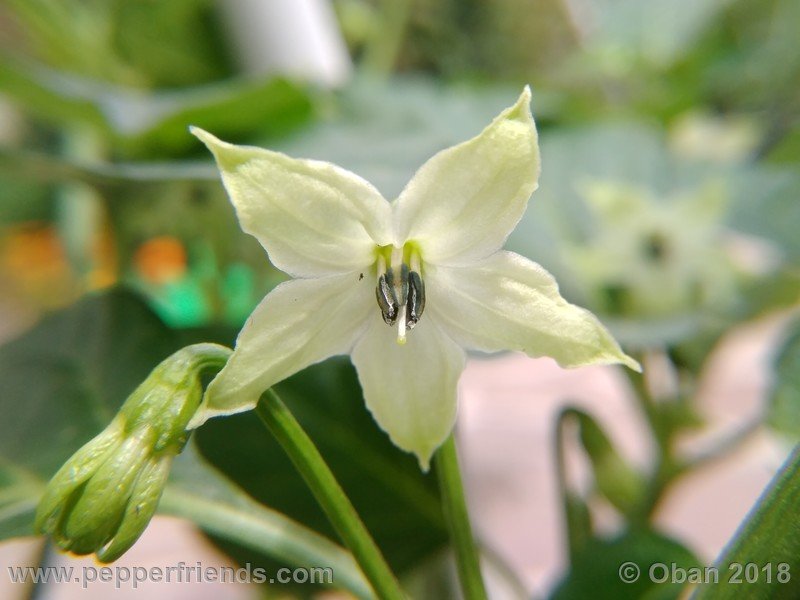 tabasco-greenleaf_002_fiore_05.jpg