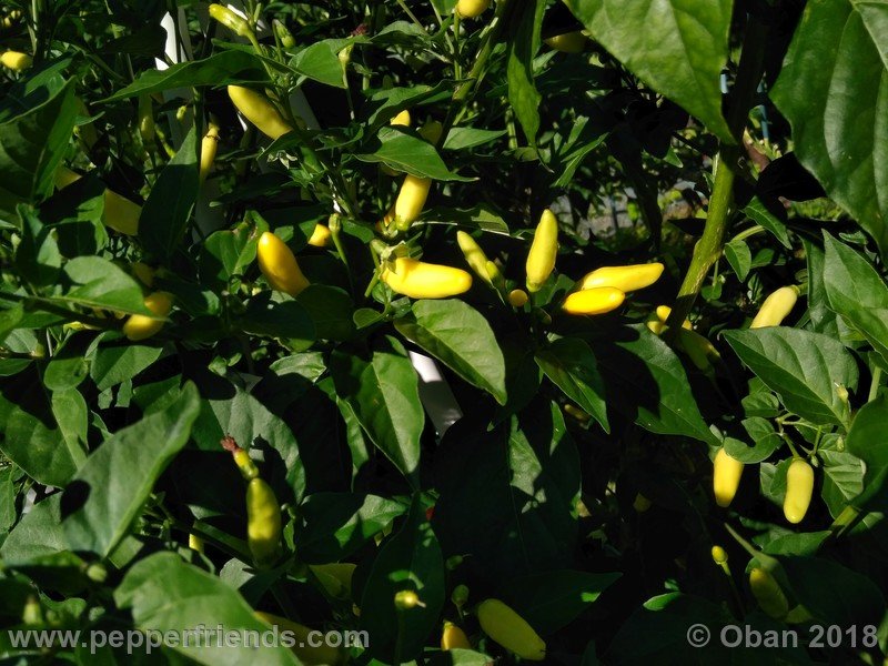 tabasco-greenleaf_002_frutto_06.jpg