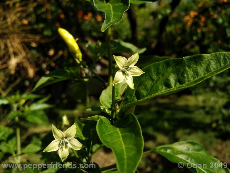 tabasco-greenleaf_003_fiore_09.jpg