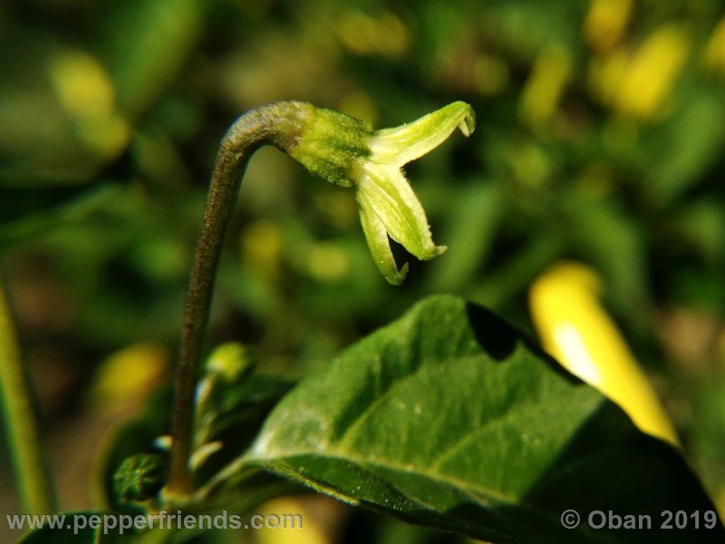 tabasco-greenleaf_003_fiore_10.jpg